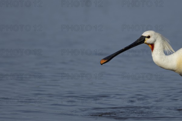 Eurasian spoonbill (Platalea leucorodia) adult bird in a shallow lagoon, RSPB Minsmere nature reserve, Suffolk, England, United KIngdom