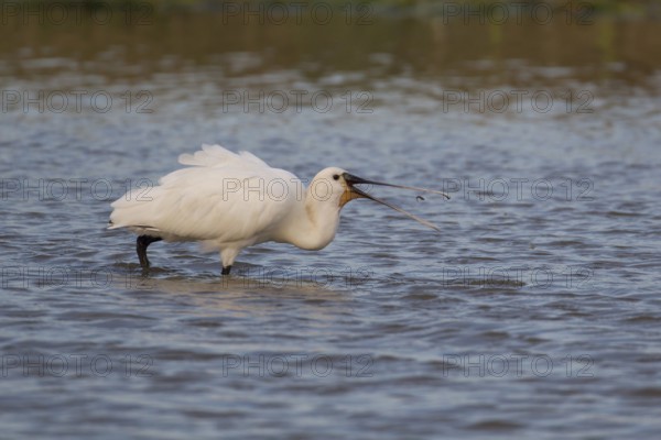 Eurasian spoonbill (Platalea leucorodia) adult bird feeding on a fish in a shallow lagoon in summer, RSPB Minsmere nature reserve, Suffolk, England, United KIngdom