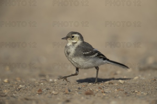 Pied wagtail (Motacilla alba) juvenile bird walking on soil in spring, Suffolk, England, United KIngdom