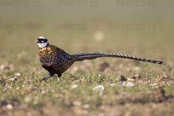 Reeve's pheasant (Syrmaticus reevesii) adult bird on farmland cereal field, Suffolk, England, United KIngdom