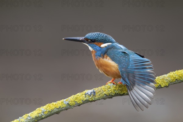 Common kingfisher (Alcedo atthis) adult male bird stretching its wing on a tree branch, England, United KIngdom