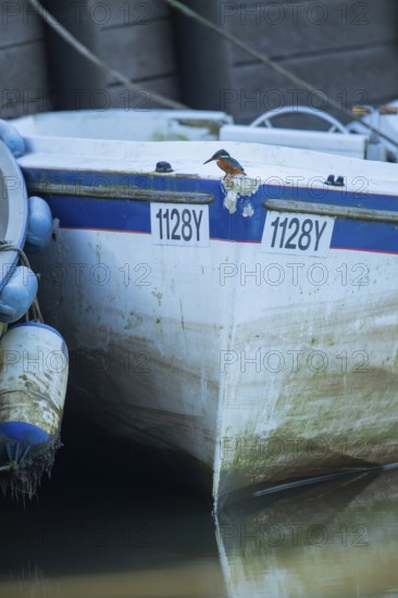 Common kingfisher (Alcedo atthis) adult female bird on a small boat in a harbour in winter, Norfolk, England, United KIngdom