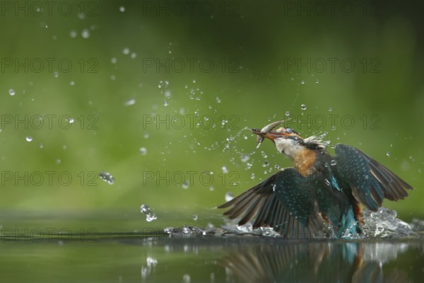 Common kingfisher (Alcedo atthis) adult female bird emerging from the water of a river with a minnow fish for food in its beak, England, United KIngdom