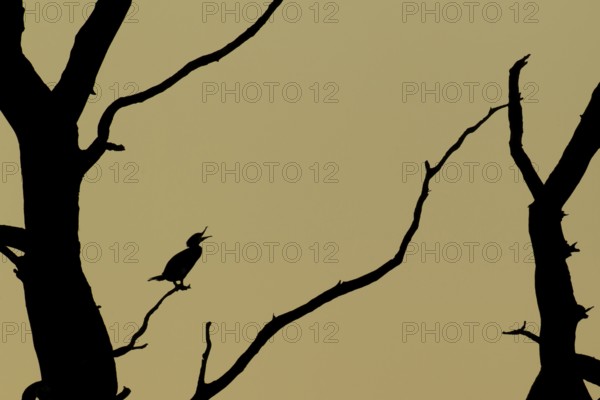 Great cormorant (Phalacroccorax carbo) adult bird calling on a tree branch silhouette at sunset, England, United KIngdom
