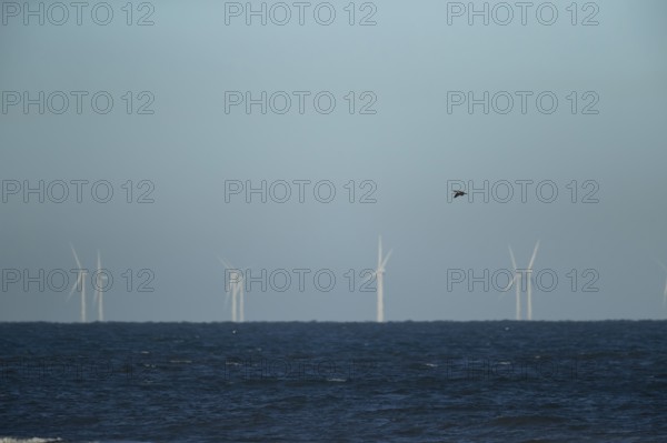 Great cormorant (Phalacroccorax carbo) adult bird flying over the sea with wind turbines of an offshore windfarm in the background, Norfolk, England, United KIngdom