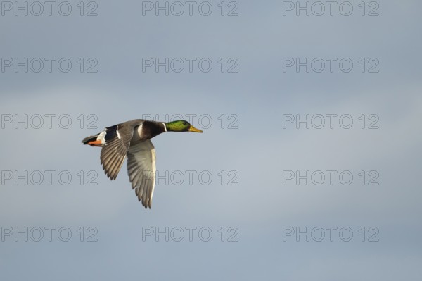 Mallard duck (Anas platyrhynchos) adult male bird in flight, England, United KIngdom
