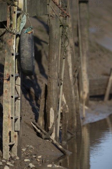 Common kingfisher (Alcedo atthis) adult female bird on a tyre on a harbour wall in winter, Norfolk, England, United KIngdom