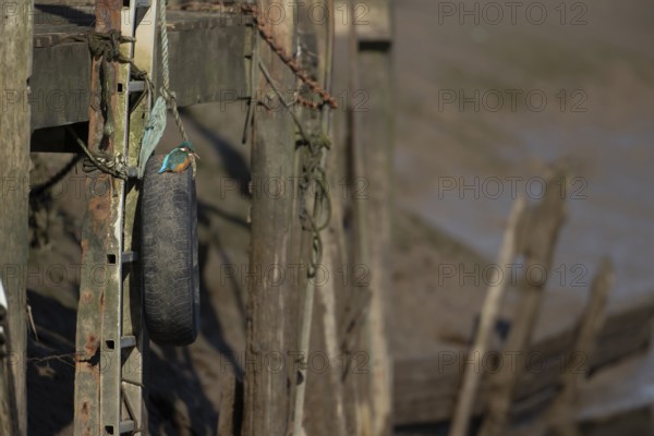 Common kingfisher (Alcedo atthis) adult female bird on a tyre on a harbour wall in winter, Norfolk, England, United KIngdom