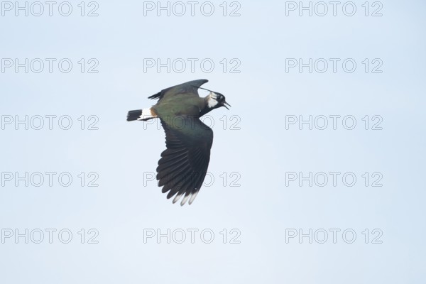 Northern lapwing or Green plover (Vanellus vanellus) adult wading bird display calling in flight in spring, RSPB Minsmere nature reserve, Suffolk, England, United Kingdom