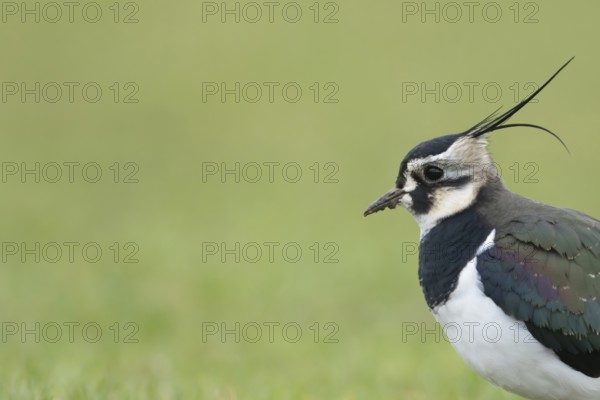 Northern lapwing or Green plover (Vanellus vanellus) adult wading bird head portrait, RSPB Frampton marsh nature reserve, Lincolnshire, England, United KIngdom