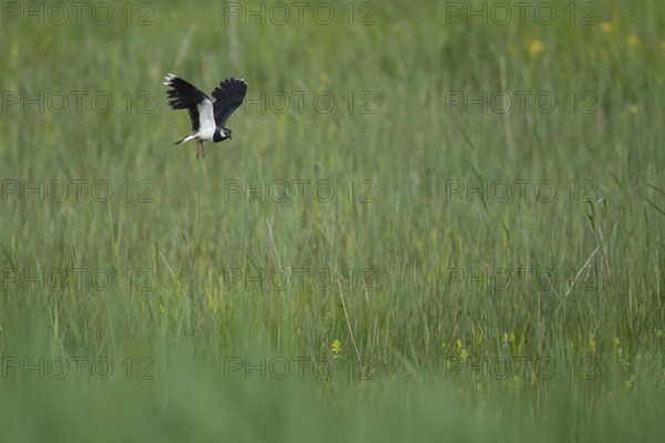 Northern lapwing or Green plover (Vanellus vanellus) adult wading bird in flight over a reedbed in spring, RSPB Minsmere nature reserve, Suffolk, England, United Kingdom
