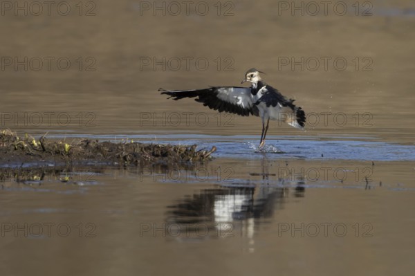 Northern lapwing or Green plover (Vanellus vanellus) adult wading bird in flight landing in a shallow lagoon, England, United Kingdom