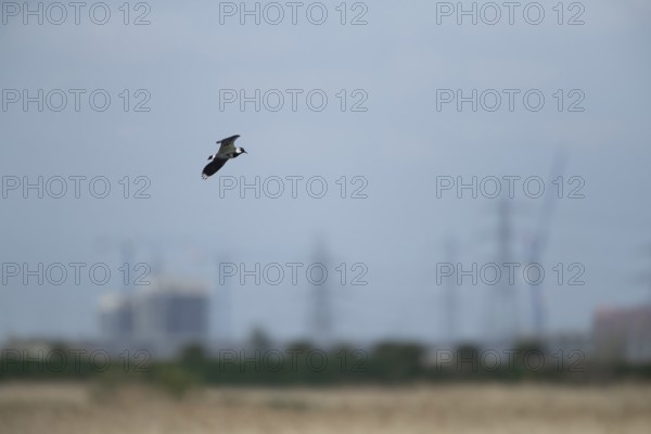 Northern lapwing or Green plover (Vanellus vanellus) adult wading bird in flight with an urban landscape in the background, RSPB Rainham marshes nature reserve, Essex, England, United Kingdom