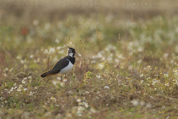 Northern lapwing or Green plover (Vanellus vanellus) adult wading bird calling in an arable farmland field with wild flowers in summer, Suffolk, England, United KIngdom
