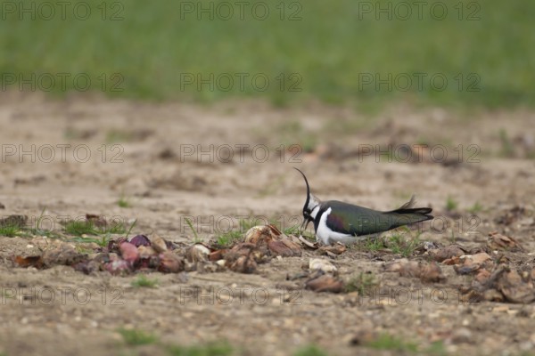 Northern lapwing or Green plover (Vanellus vanellus) adult wading bird on a nest in an arable farmland field in spring, Suffolk, England, United KIngdom