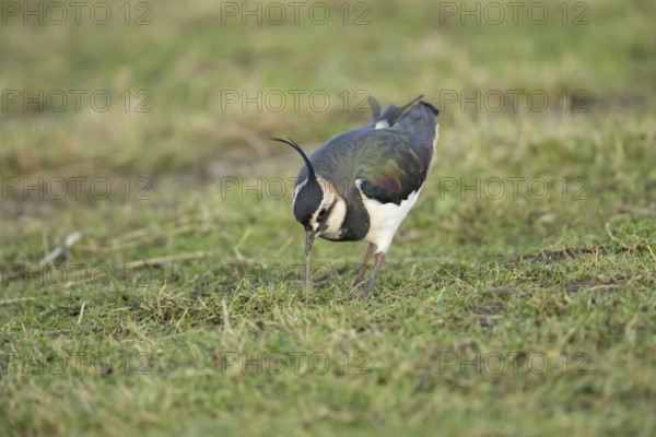 Northern lapwing or Green plover (Vanellus vanellus) adult wading bird pulling a worm from a grass field, RSPB Frampton marsh nature reserve, Lincolnshire, England, United KIngdom