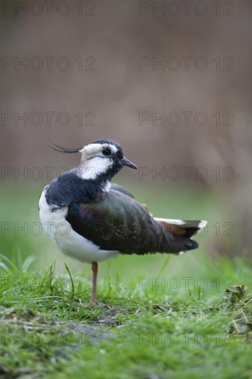 Northern lapwing or Green plover (Vanellus vanellus) adult wading bird in a grass field, England, United KIngdom