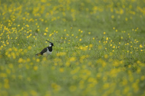 Northern lapwing or Green plover (Vanellus vanellus) adult wading bird on a grass meadow with buttercup flowers in spring, RSPB Frampton marsh nature reserve, Lincolnshire, England, United KIngdom