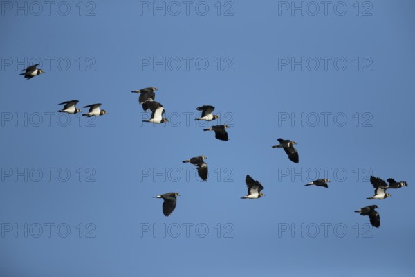 Northern lapwing or Green plover (Vanellus vanellus) adult wading birds in flight in a flock, England, United Kingdom