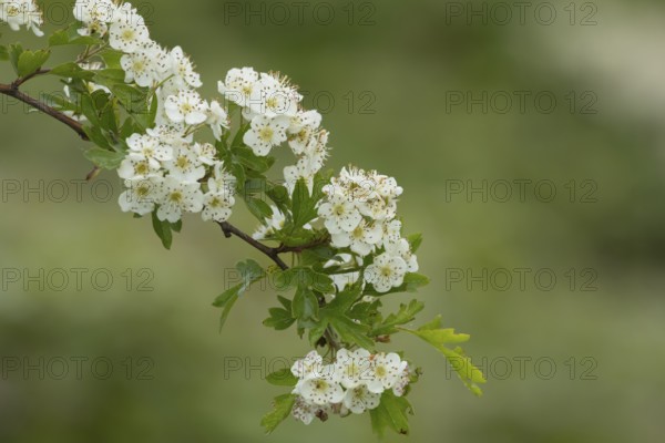 Hawthorn (Crataegus monogyna) blossom flowers on a tree branch in spring, Suffolk, England, United Kingdom