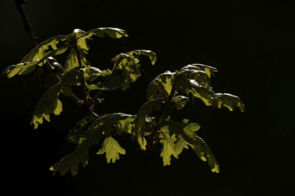 English oak tree (Quercus robur) leaves backlit, Suffolk, England, United Kingdom