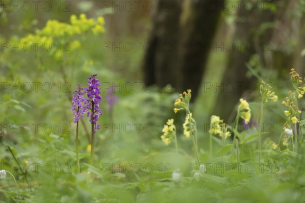Early purple orchid (Orchis mascula) two wildflower flower spikes in a spring woodland, Suffolk, England, United Kingdom