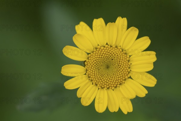 Corn marigold (Glebionis segetum) wildflower flower in summer, Suffolk, England, United Kingdom