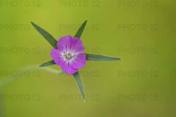 Common corncockle (Agrostemma githago) single wildflower flower in summer, Suffolk, England, United Kingdom