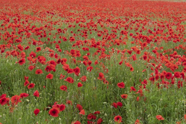 Common field poppy (Papaver rhoeas) red wildflower poppies flowers in a poppyfield, Suffolk, England, United Kingdom