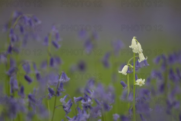 English bluebell (Hyacinthoides non-scripta) single white wildflower flower amongst a carpet of blue flowers in a spring woodland, Suffolk, England, United Kingdom