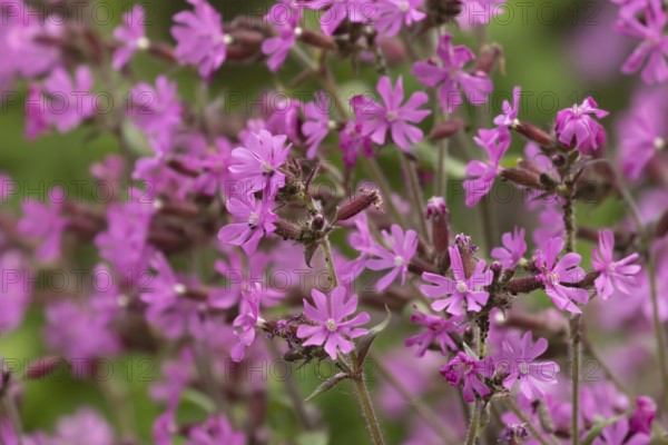 Red campion (Silene dioica) flowers in spring, Suffolk, England, United Kingdom