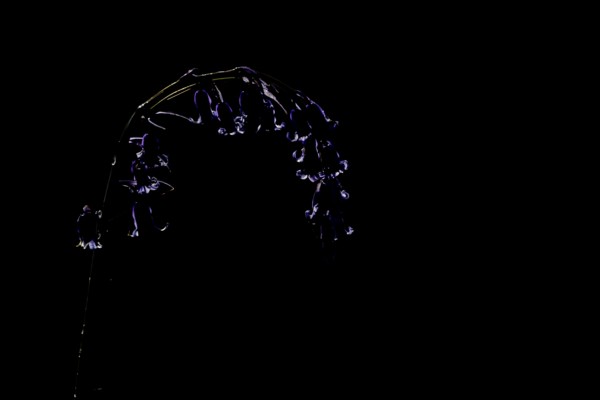 English bluebell (Hyacinthoides non-scripta) single wildflower flower in a spring woodland, Suffolk, England, United Kingdom