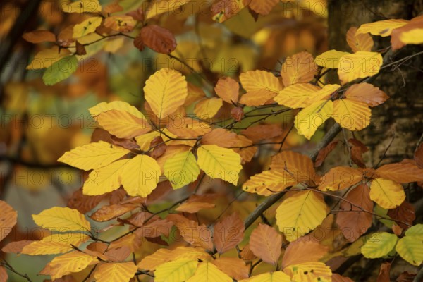 European beech tree (Fagus sylvatica) autumn colour leaves on a branch, Suffolk, England, United Kingdom