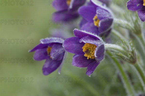 Pasqueflower (Pulsatilla vulgaris) flowers with dew drops in spring, Suffolk, England, United Kingdom