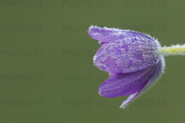 Pasqueflower (Pulsatilla vulgaris) flower with dew drops in spring, Suffolk, England, United Kingdom