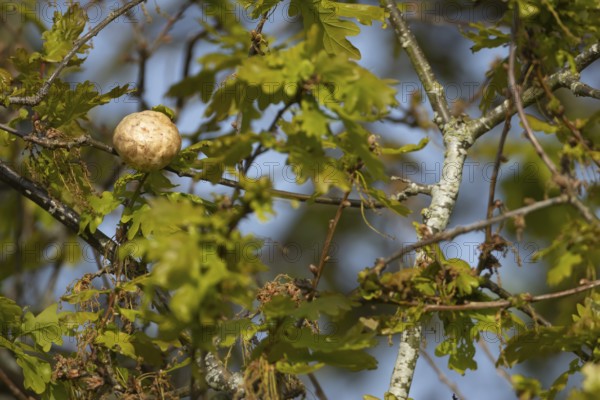 Gall on an English oak tree (Quercus robur), Suffolk, England, United Kingdom
