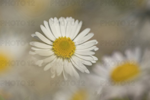 Common daisy (Bellis perennis) flower, Suffolk, England, United Kingdom