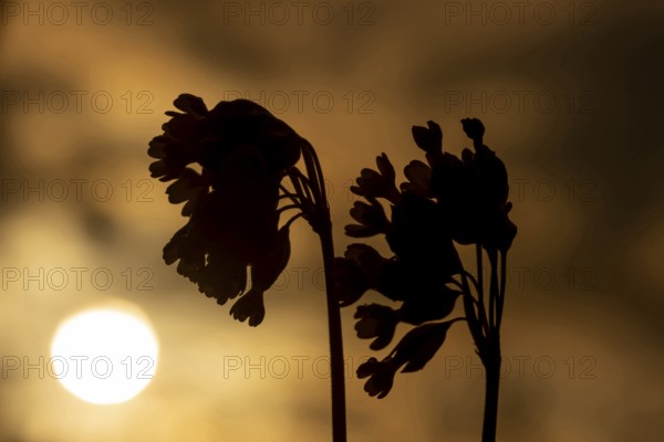 Cowslip (Primula veris) two wildflower flower stems silhouette at sunrise, Suffolk, England, United Kingdom