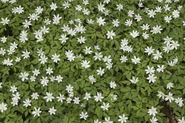 Wood anemone (Anemone nemorosa) wildflower flowers in a spring woodland, Suffolk, England, United Kingdom