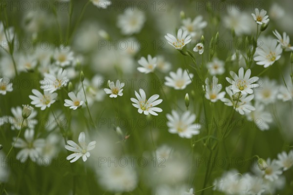 Greater stitchwort (Stellaria holostea) wildflower flowers in a spring woodland, Suffolk, England, United Kingdom