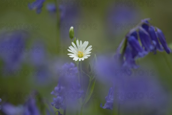 Greater stitchwort (Stellaria holostea) and English bluebell (Hyacinthoides non-scripta) wildflower flowers in a spring woodland, Suffolk, England, United Kingdom