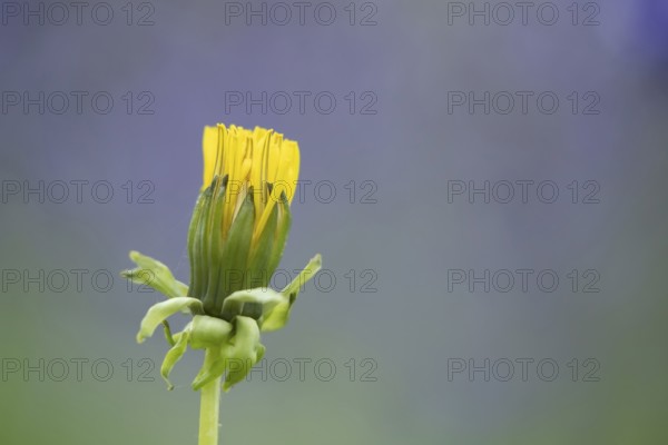Common dandelion (Taraxacum officinale) wildflower flower in a spring woodland, Suffolk, England, United Kingdom