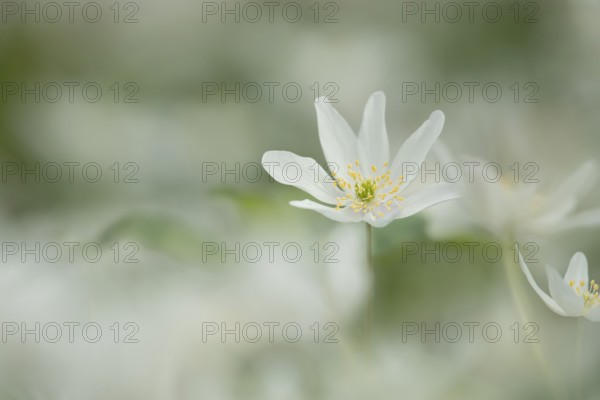 Wood anemone (Anemone nemorosa) wildflower flower in a spring woodland, Suffolk, England, United Kingdom