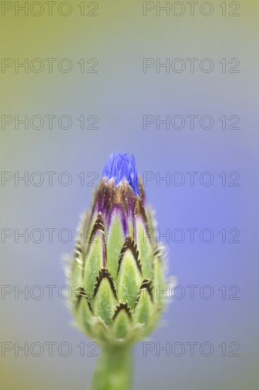 Common cornflower (Centaurea cyanus) single blue wildflower flower in summer, Suffolk, England, United Kingdom