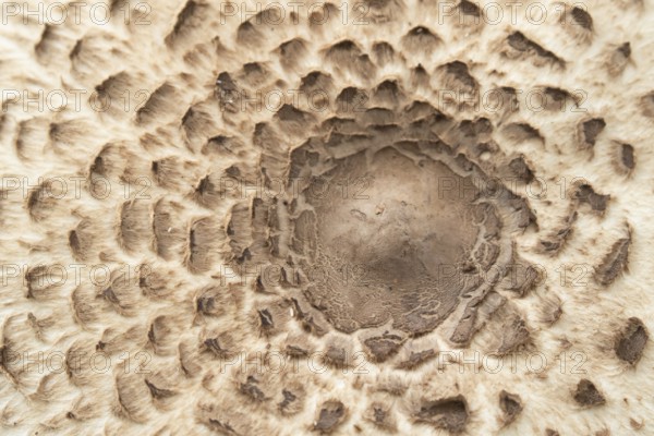 Parasol mushroom (Macrolepiota procera) close up of the top of a single fungi, Suffolk, England, United Kingdom