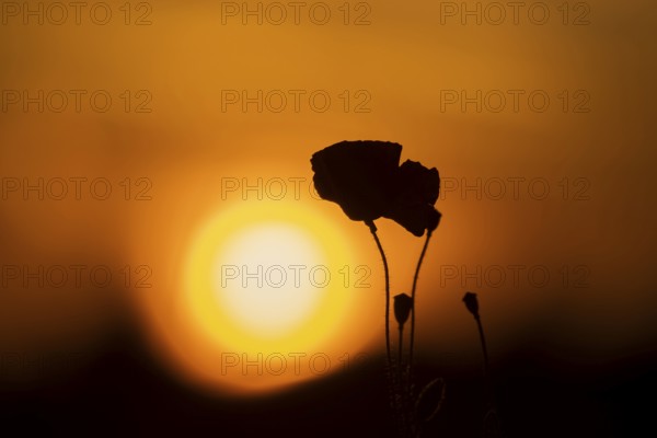 Common field poppy (Papaver rhoeas) red wildflower poppies flowers in a poppyfield silhouette at sunset, Suffolk, England, United Kingdom