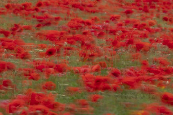 Common field poppy (Papaver rhoeas) red wildflower poppies flowers blowing in the wind in a poppyfield, Suffolk, England, United Kingdom