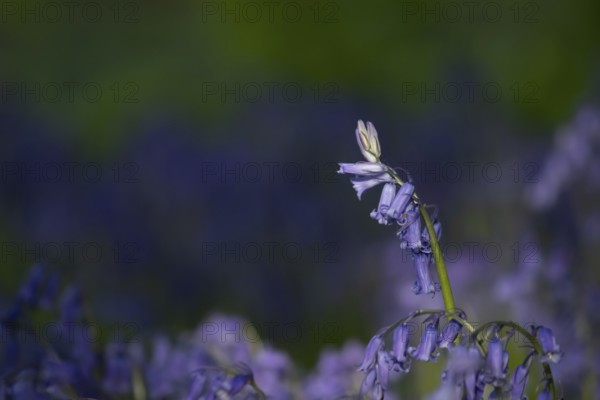 English bluebell (Hyacinthoides non-scripta) wildflower flowers in a spring woodland, Suffolk, England, United Kingdom