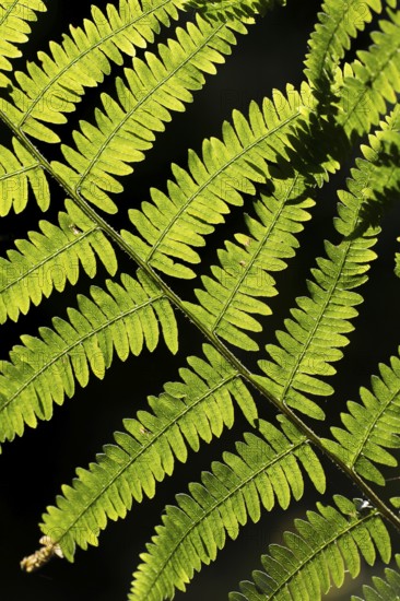 Bracken (Pteridium aquilinum) plant frond or leaves backlit, Suffolk, England, United Kingdom