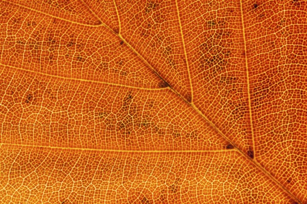 European beech tree (Fagus sylvatica) autumn colour leaf close up showing its veins, England, United Kingdom